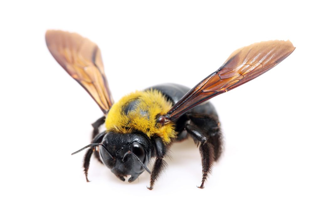 Carpenter Bee Control Need Help? Call the Carpenter Bee Control help